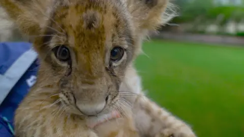 BBC A lion cub rescued by Punjab authorities is held up to the camera, and looks straight down the lens