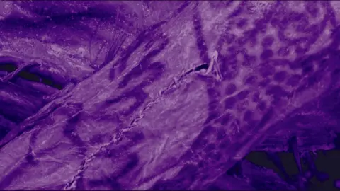 G Caspari and M Vavulin An image from a scan of the ice mummy's body. It has a purple hue, and shows the arm of the woman. On the skin there is an inked pattern showing lines and dots. A cut mark in the skin from the burial is also seen.