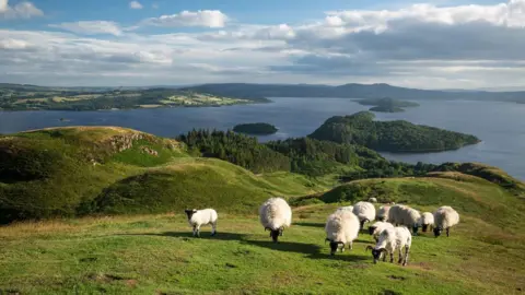 Getty Images A general view of sheep grazing on a green grassy hill, overlooking a loch with wooded islands in the middle. Green fields can be seen on the far bank, underneath a blue sky with some cloud cover 