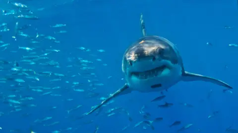 Getty Images A great white shark moves towards the camera through clear, blue water. A shoal of small fish surround the large predator and its rows of pointed teeth are clearly visible 
