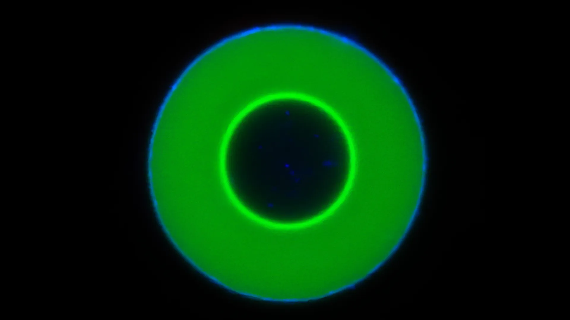 Guest molecules ride perfect waves in dna droplets—A breakthrough for synthetic biology