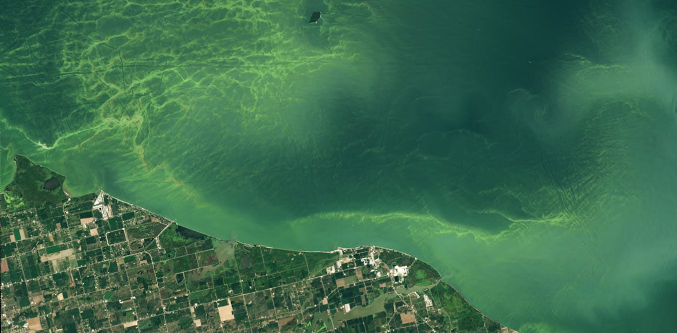 Toxic algae blooms are lasting longer than before in Lake Erie − why that’s a worry for people and pets