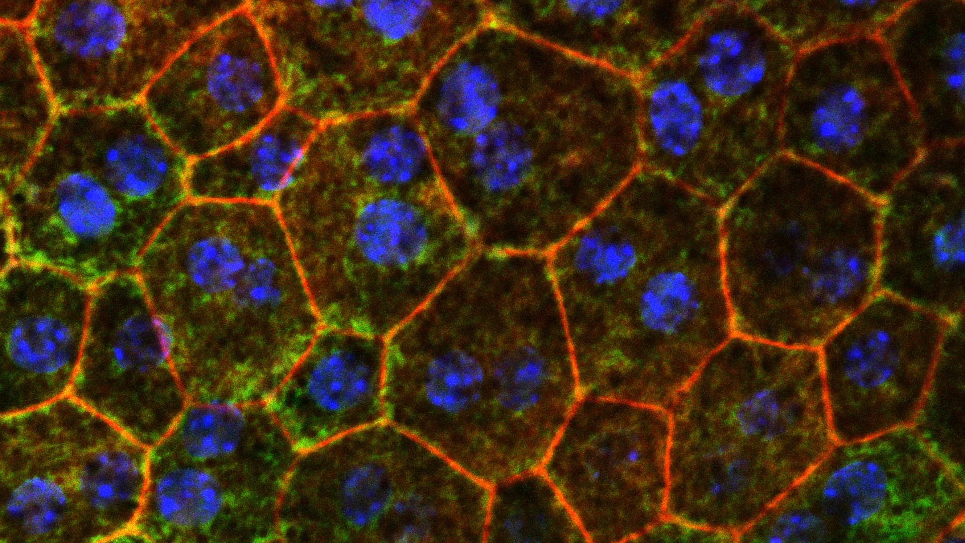 The molecule that might save your sight—and your heart