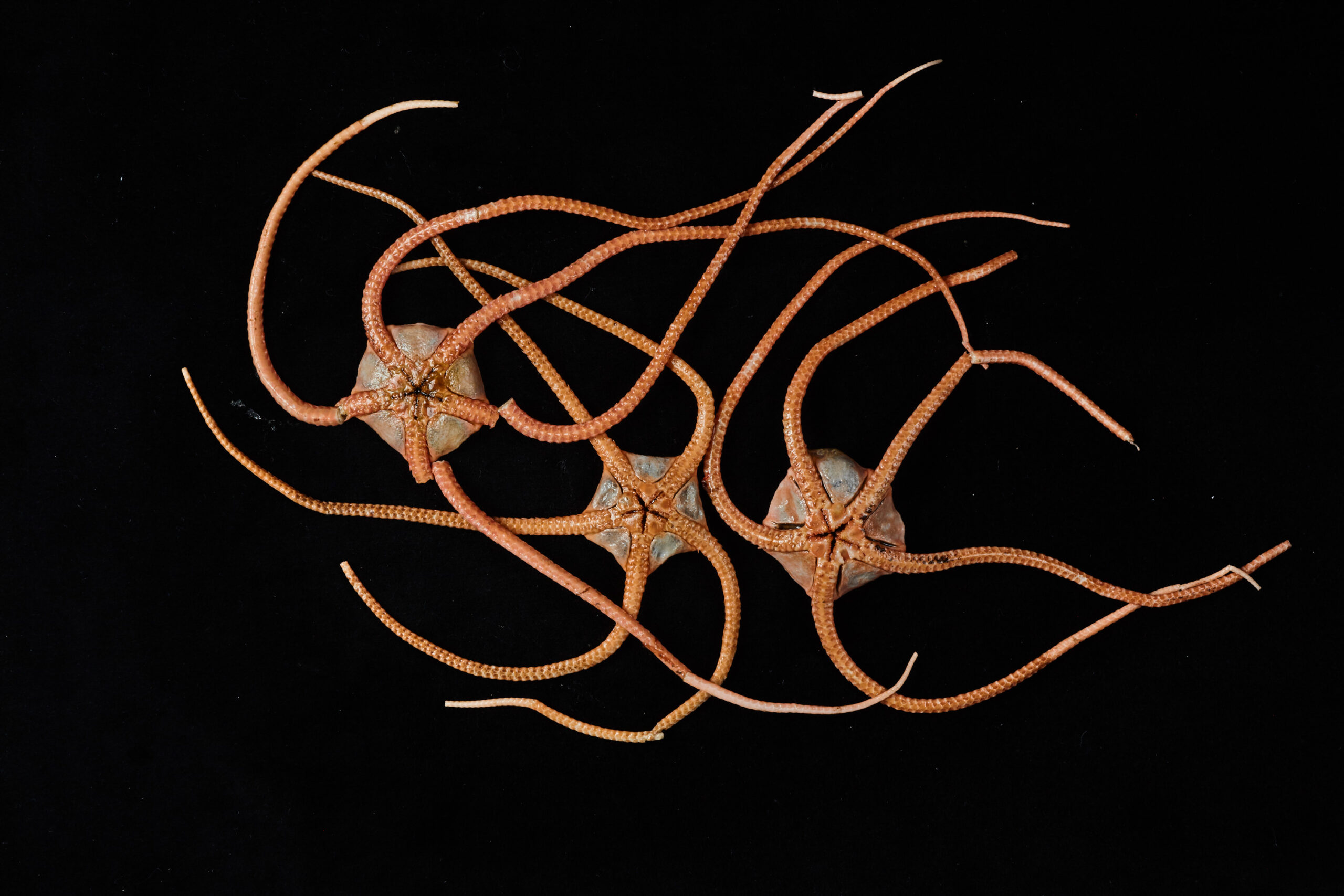 Spiky, Star-Shaped Creatures Show the Deep Sea Is a “Connected Superhighway”