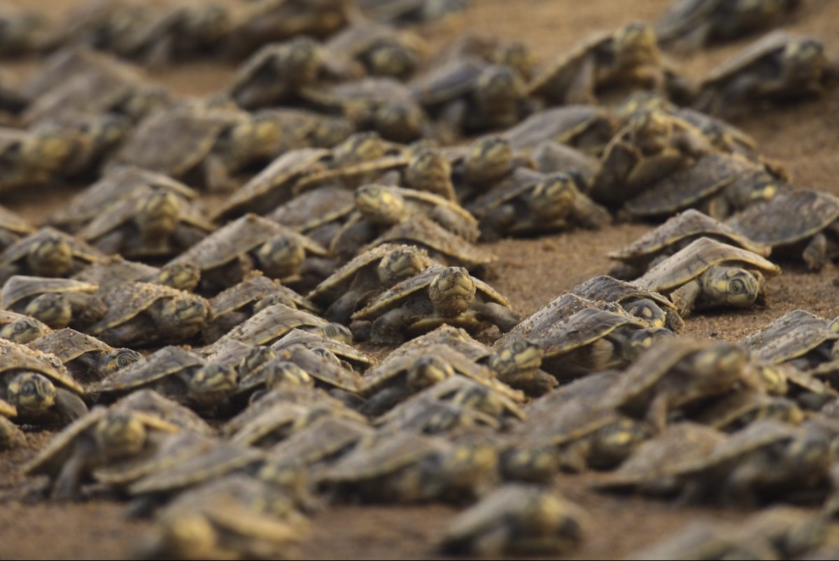This (very cute) footage shows baby turtles being called by their mothers