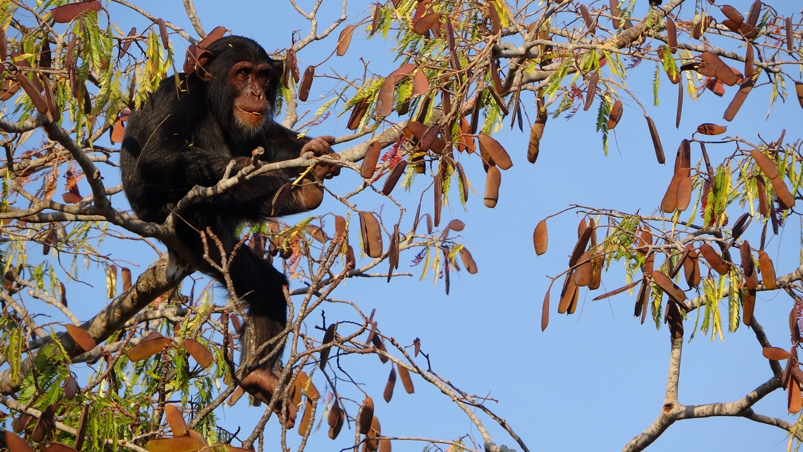 Some Early Hominins Evolved to Walk Upright While Still Living in Trees