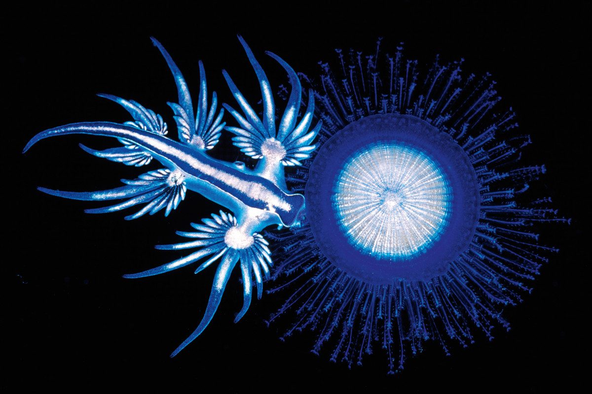 This bizarre underwater ‘blue dragon’ fights with stolen jellyfish venom