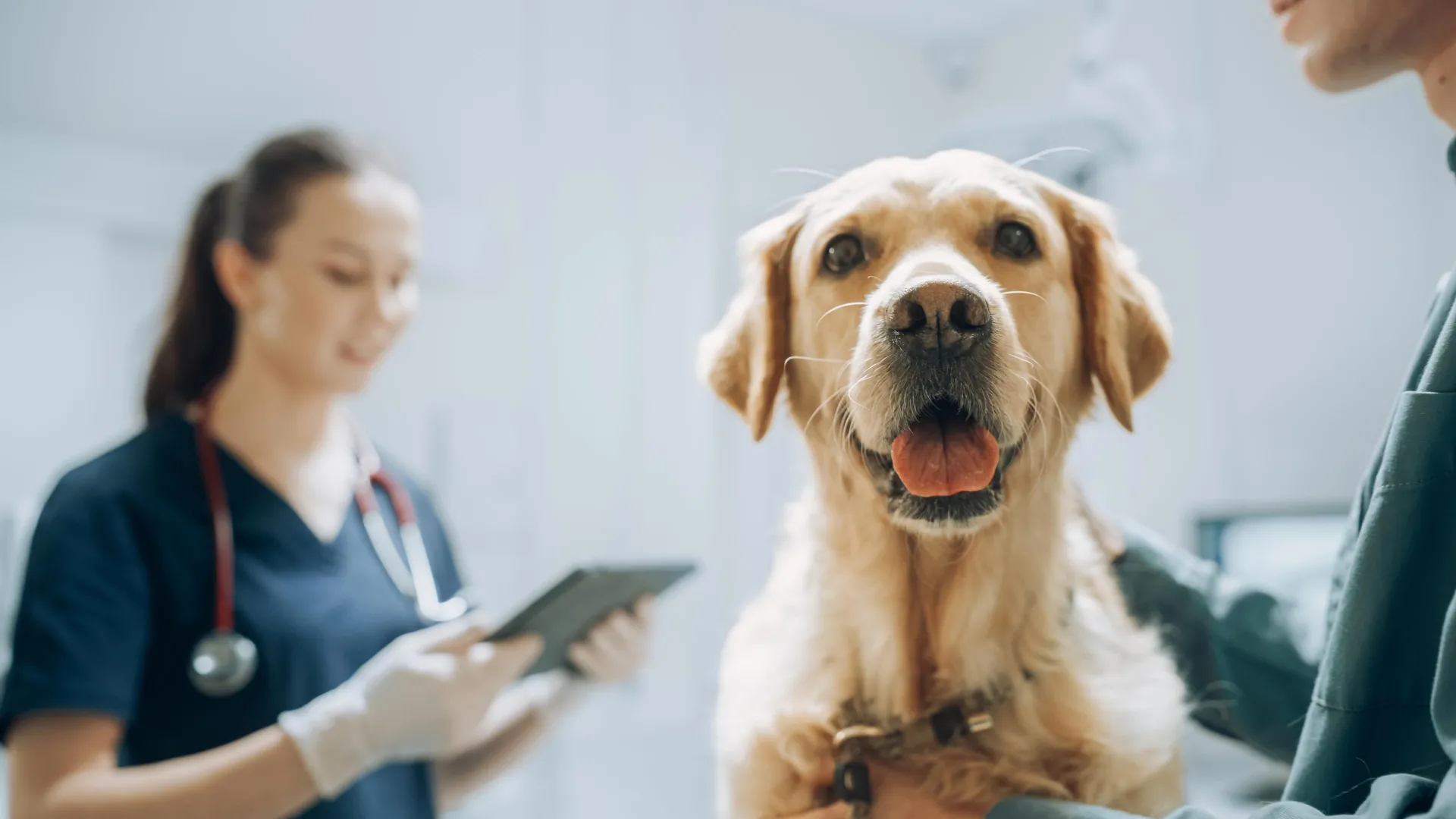 Dogs can detect Parkinson’s years before symptoms—with 98% accuracy