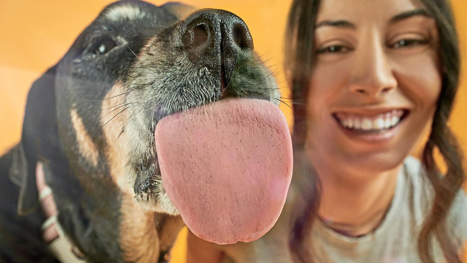 Inside Dog Longevity Startup Loyal