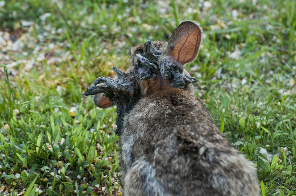 Is The Virus Causing ‘Zombie Rabbits’ A Threat To Humans?