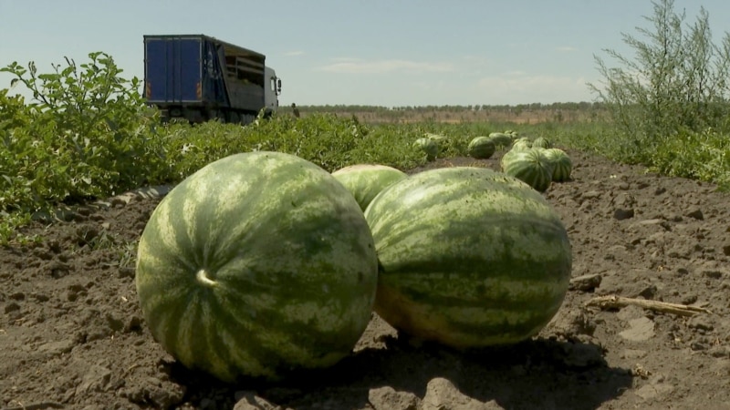 Kherson Farmers Battle Drones And Flames To Revive Iconic Watermelon Harvest