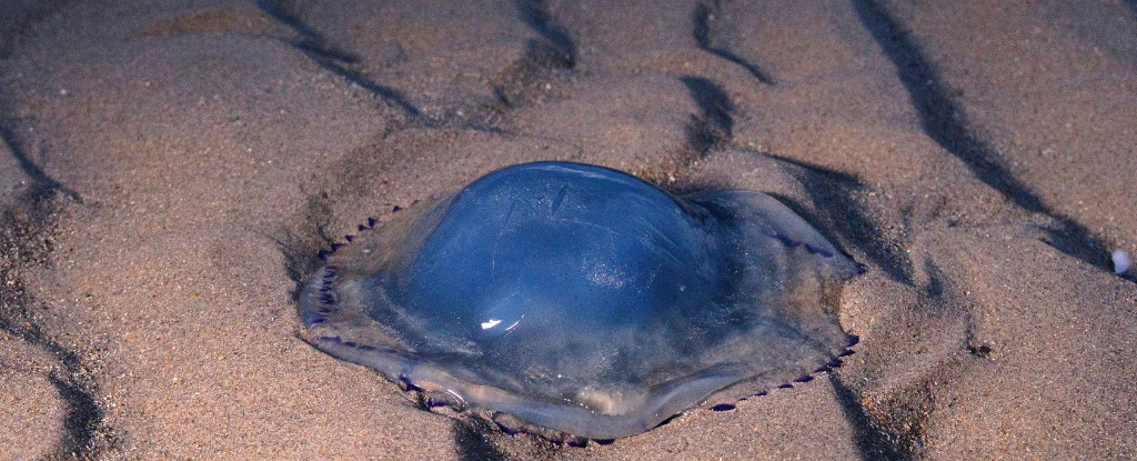 France’s Largest Nuclear Plant Was Brought to a Halt … by Jellyfish : ScienceAlert