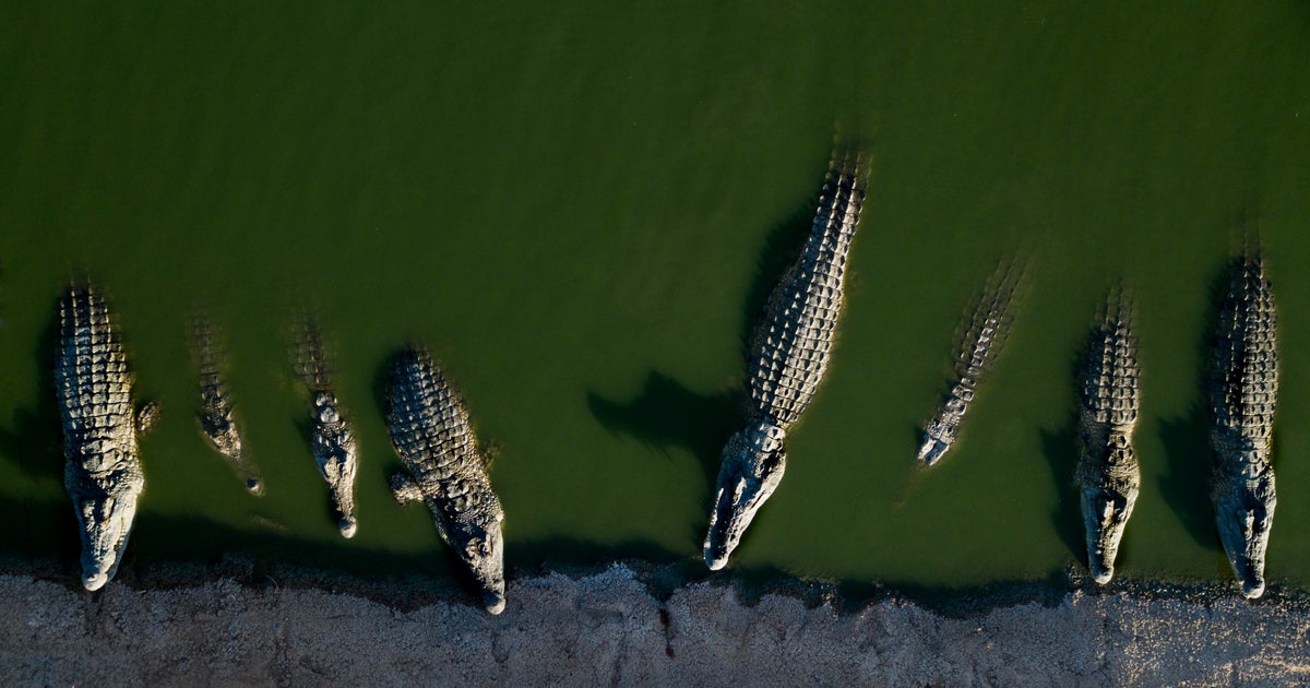 200 crocodiles killed in West Bank after reptiles resorted to cannibalism and posed “significant risk” to humans, Israel says