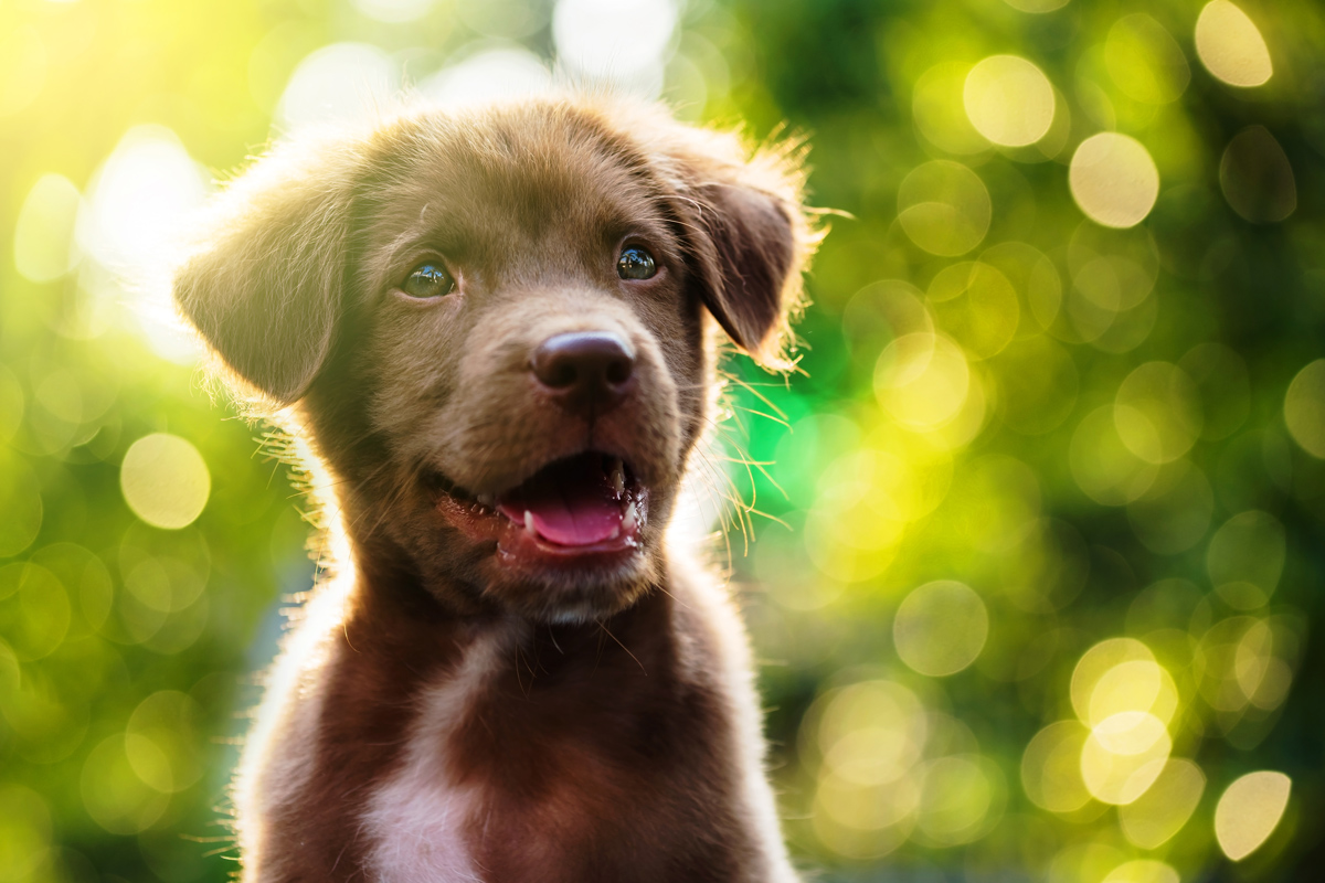The (completely adorable) ways dogs know exactly how you’re feeling