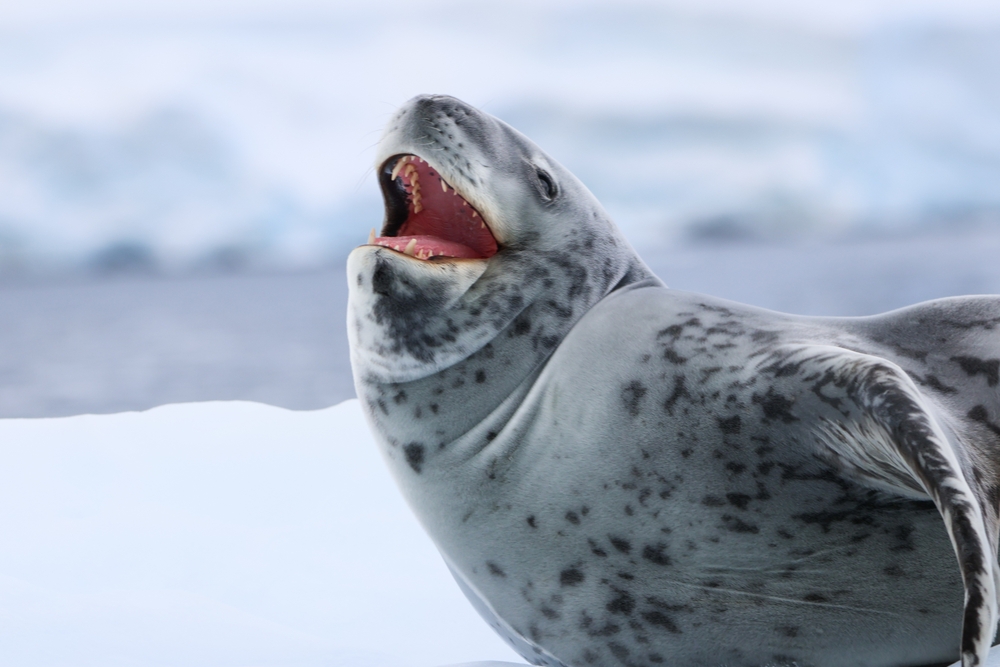 Male Leopard Seals Sing Underwater Nursery Rhymes For Up to 13 Hours a Day