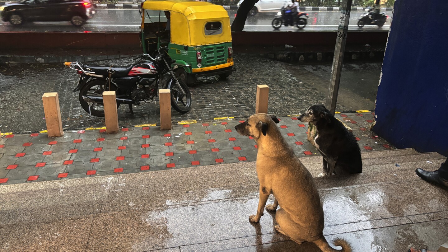Indian Supreme Court orders New Delhi to sterilize and relocate stray dogs