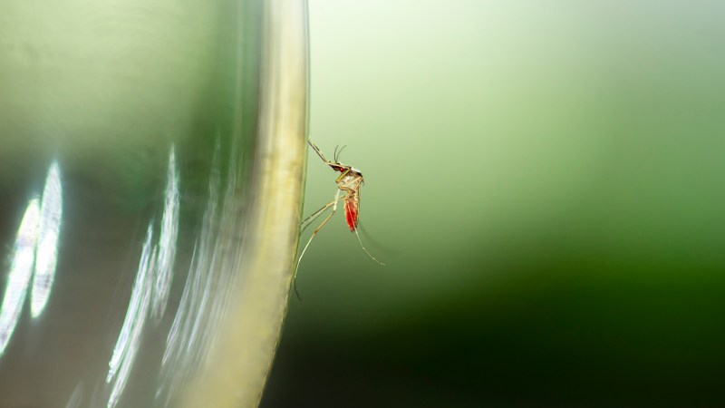 Want to avoid mosquito bites? Step away from the beer
