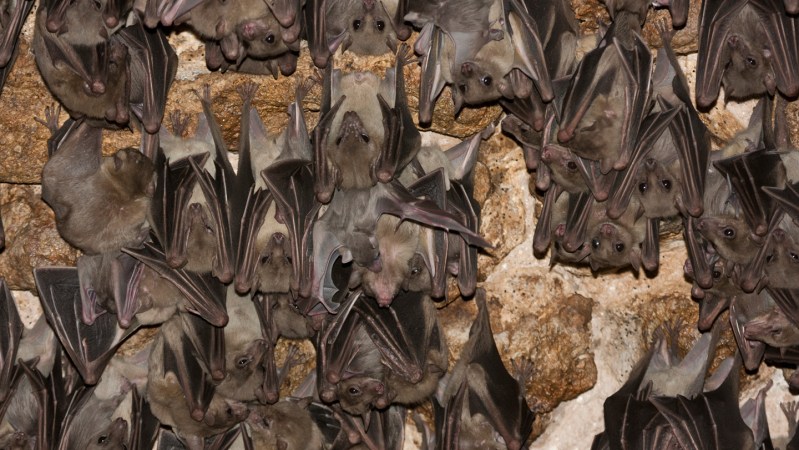 Bats live with some viruses. But others can do them in