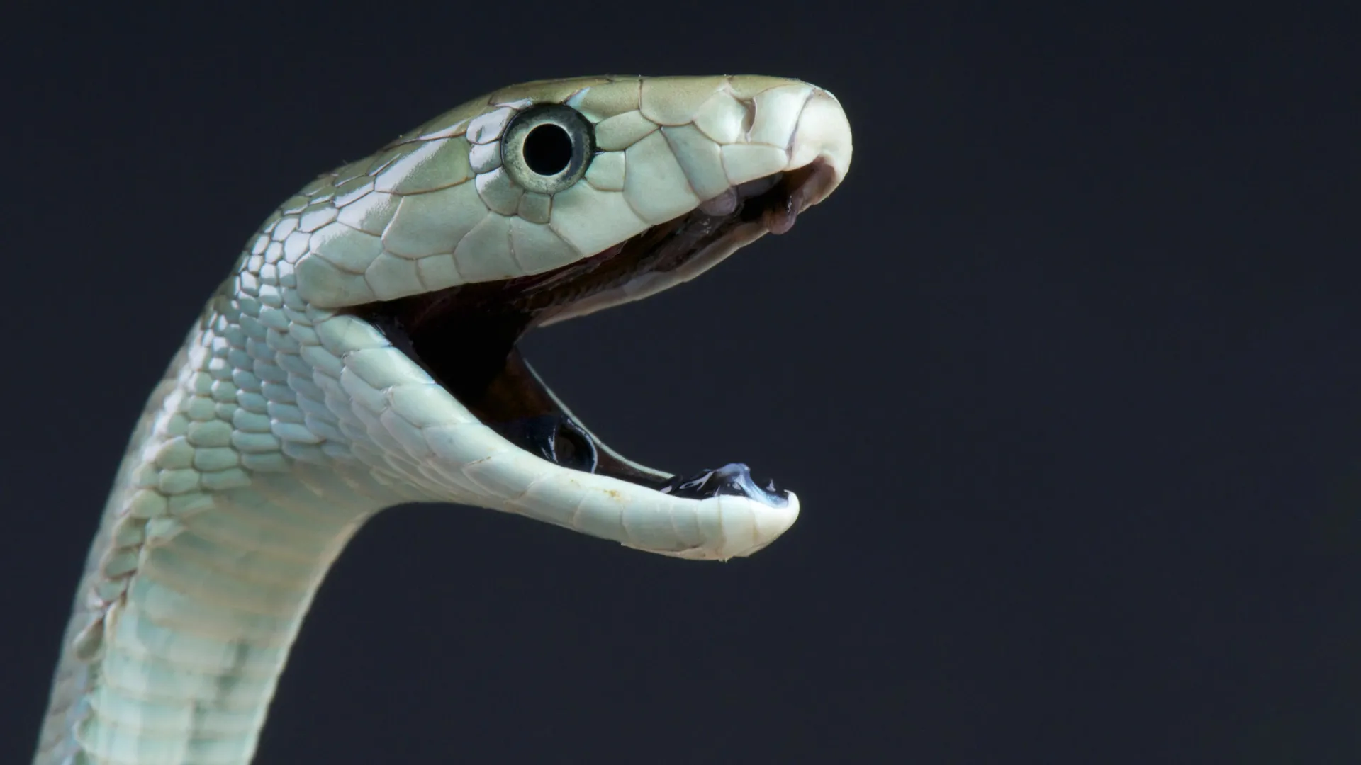 Black mamba venom has a deadly hidden second strike