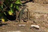 These City-Dwelling Lizards Have a Vibrant Social Life, Often Hanging Out with Friends