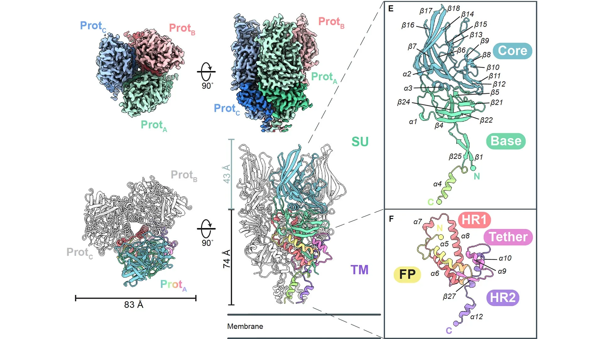 Hidden viruses in our DNA could be medicine’s next big breakthrough