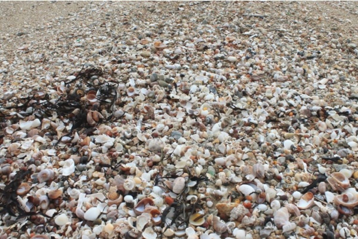 This Ancient Shell Workshop Appeared in France When Modern Humans First Arrived, Around 42,000 Years Ago