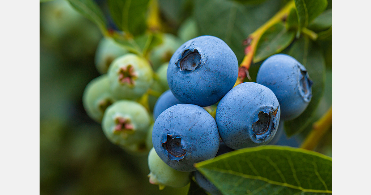 Europe remains the largest market for Peruvian blueberries