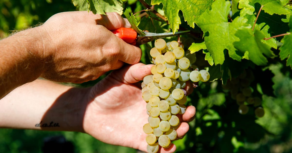 Trump’s tariffs give European wineries — and US importers — a hangover – POLITICO