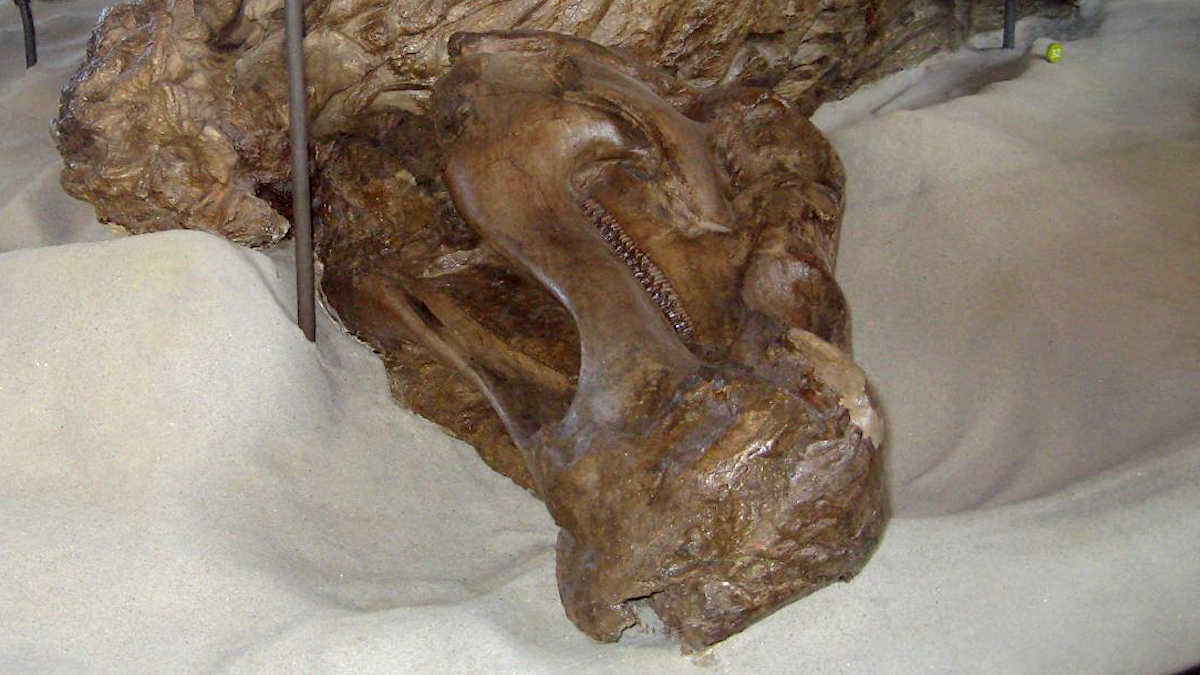 Exceptionally Preserved ‘Dinosaur Mummies’ Reveal First-Known Reptile Hooves : ScienceAlert