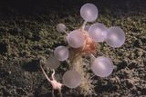 Carnivorous Death-Ball Sponge and Other New Species Have Been Found in the Deep Sea