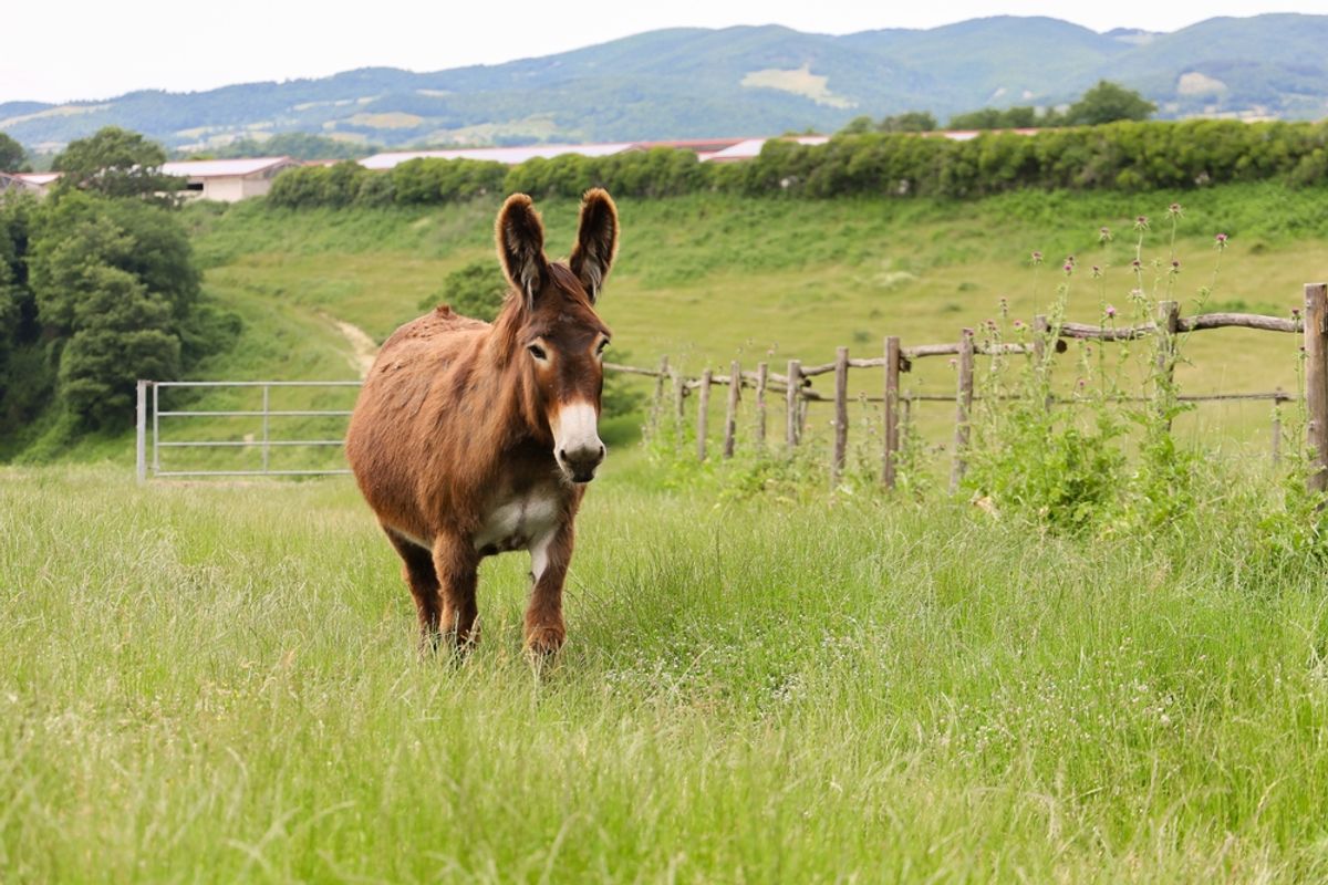 Jamestown Colonists Strangely Picked up Donkeys En Route to the New World, and Likely Ate Them