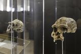 Ancient Human Brains Adapted From Exposure to Lead Poisoning, Providing an Evolutionary Advantage