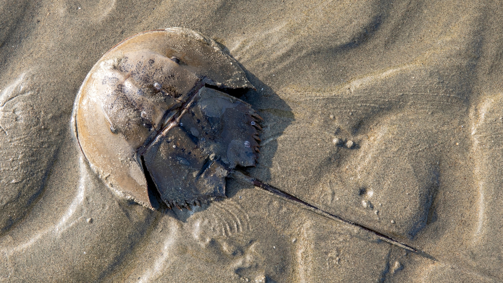 This Ancient Aquatic Species In The US Faces Extinction Sooner Than You Think