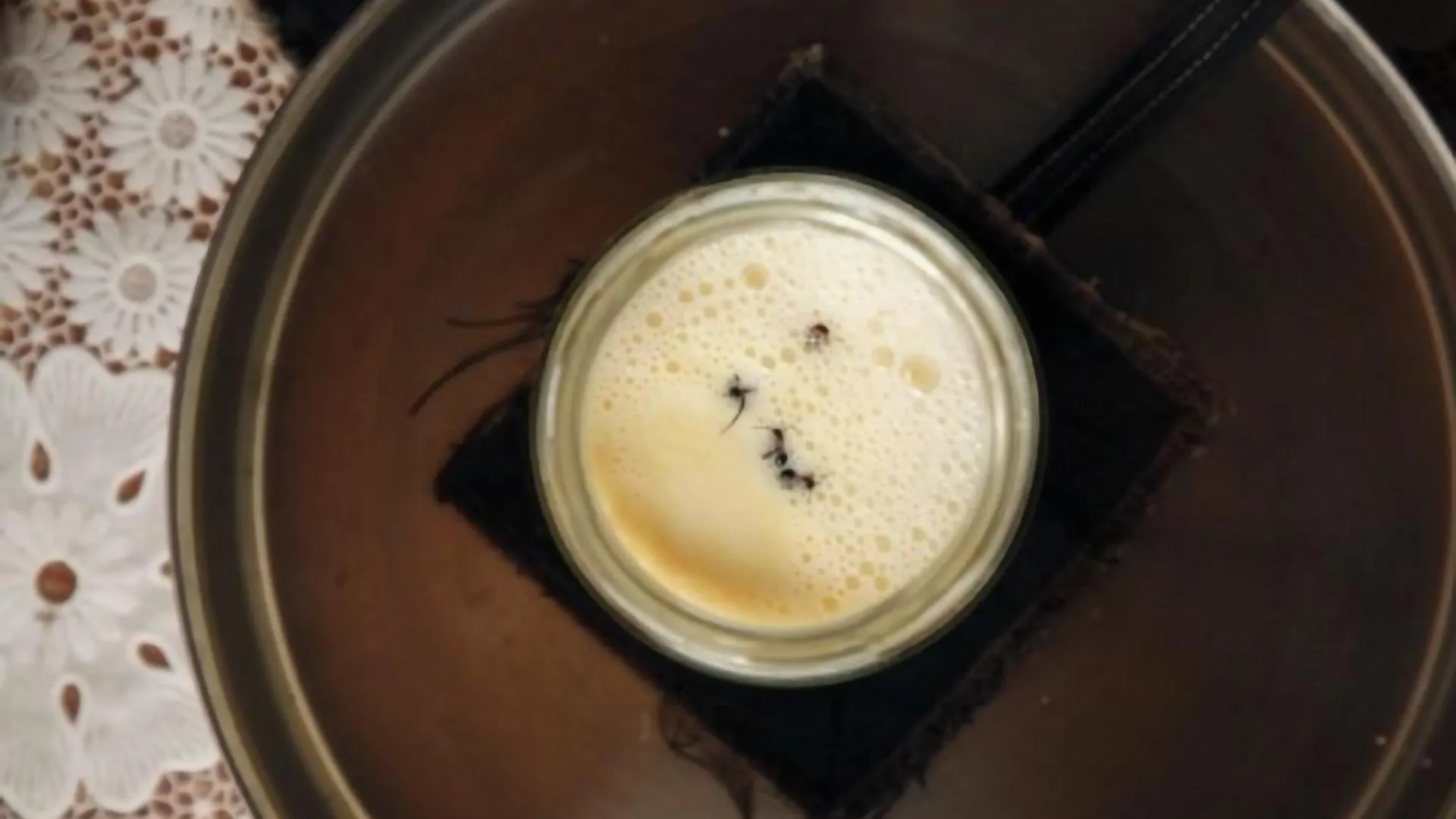 Would you eat yogurt made with ants? Scientists did