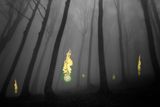 Mysterious, Ghostly Blue Lights Called Will-o-the-Wisp May Just be Methane Bubbles