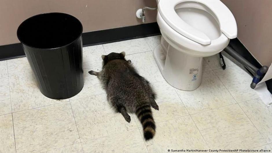 Rowdy raccoon raids Virginia liquor store, passes out drunk – DW – 12/03/2025