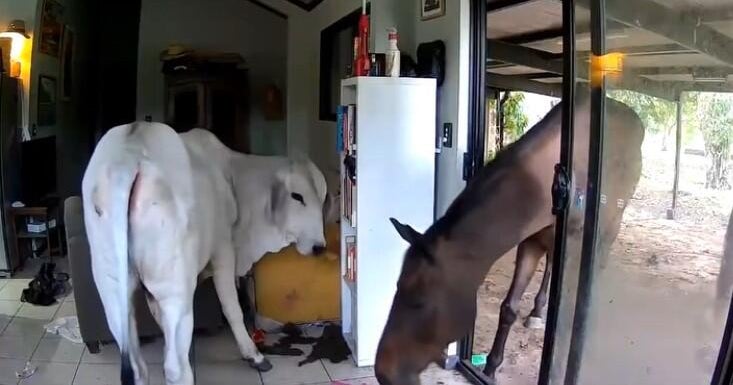 Aussie lawmaker’s dogs let horse and steer into house: “Now the outside animals know what aircon feels like.”
