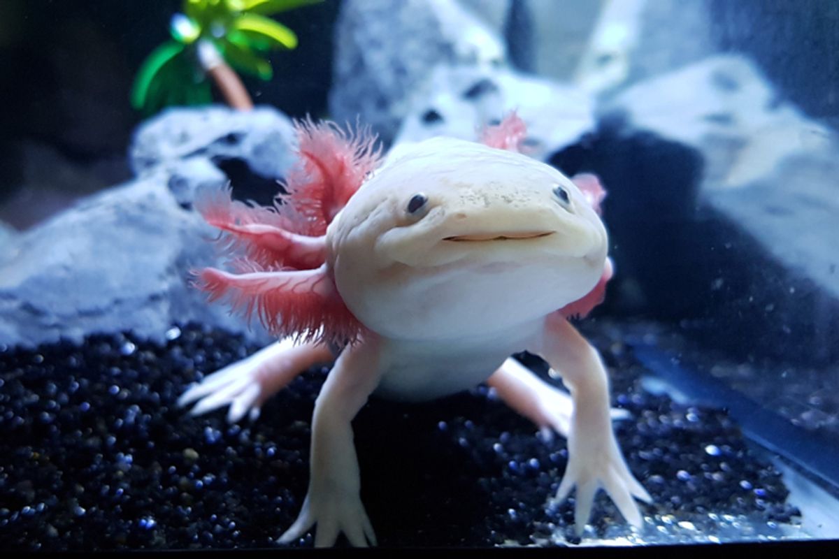 Axolotls Can Regrow a Key Organ From Scratch, Allowing Immune Cells to Fight Infections