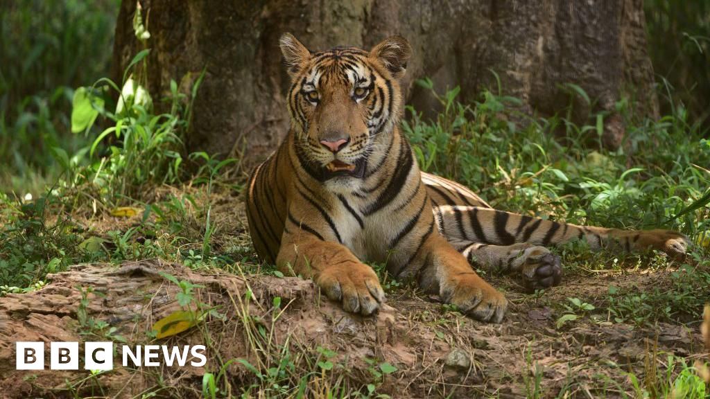 Woman wanted by Interpol for trafficking tiger parts arrested in India