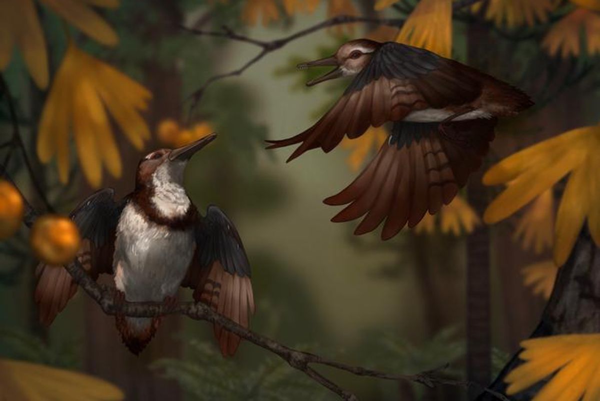 A Tiny Dinosaur Swallowed Too Many Stones, Died — and Left Behind a 120-Million-Year Mystery