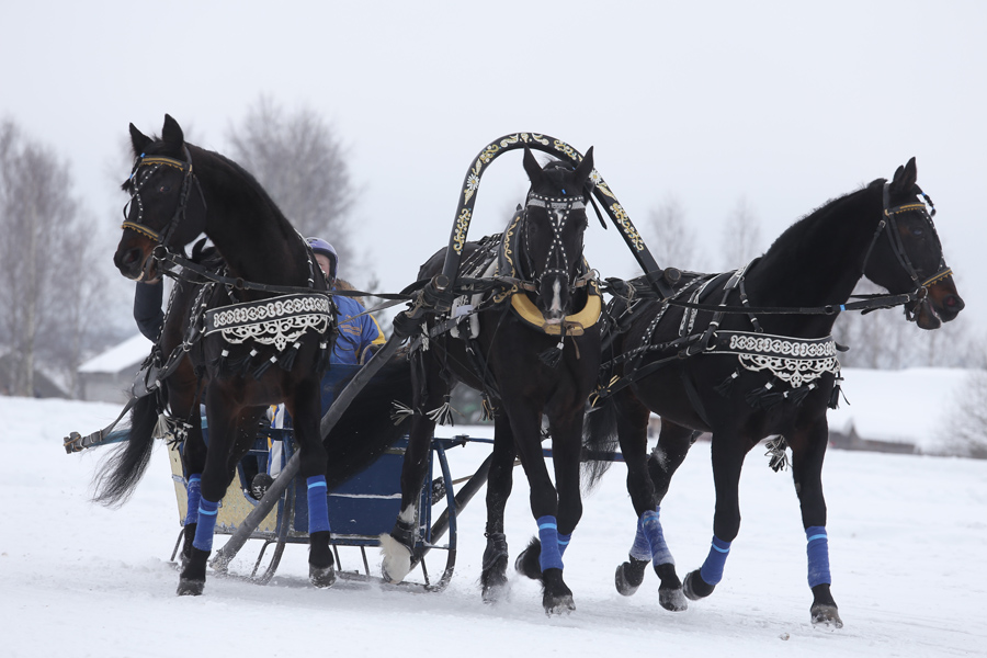The Russian troika is included in the official list of sports in Russia – Ореанда-Новости