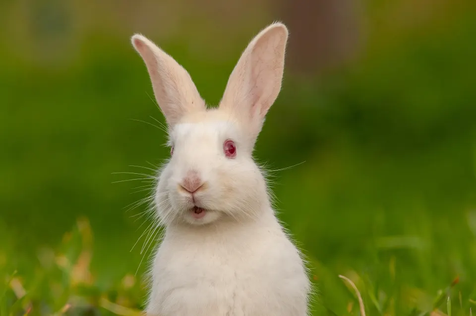 What Is The ‘White Rabbit’ TikTok Trend? Here Are The Implications