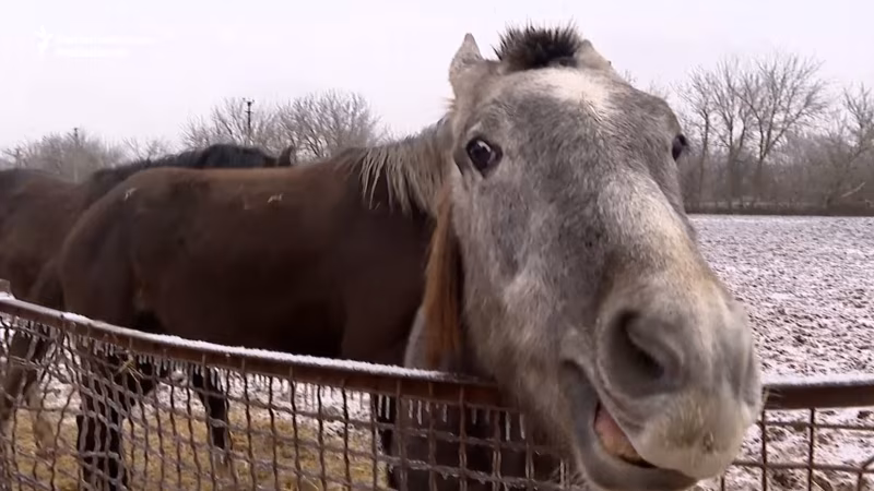 Prize Horses Face Growing Dangers Near Ukrainian Front Line Amid Deep Freeze