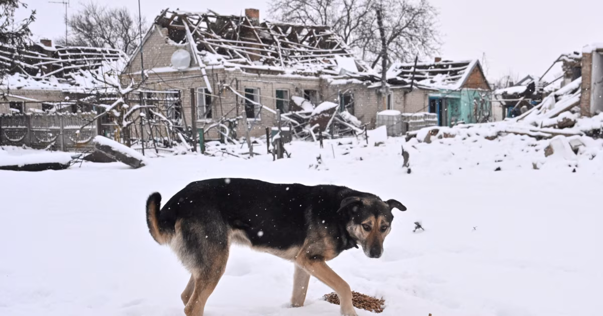 Animal Rescuers Plead For Help As Ukraine’s Strays Freeze