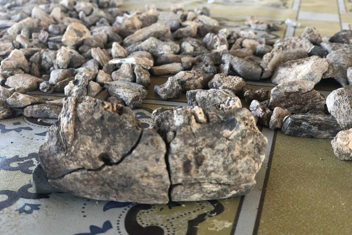 A 2.6-Million-Year-Old Jaw Uncovers a Missing Hominin From the Afar Region