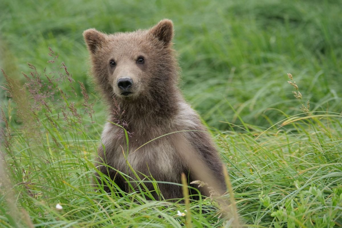 Brown Bears Look Alike to the Human Eye — An AI Program Is Helping to Observe Their Differences