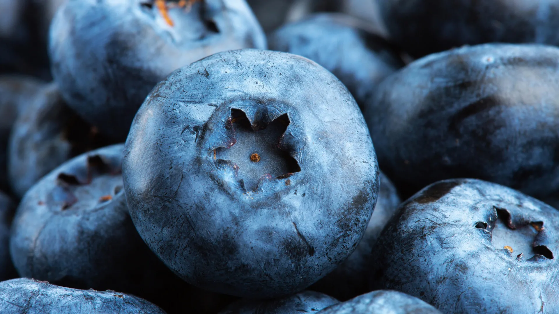 New review finds wild blueberries support heart and gut health