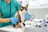 What Cats Are Revealing About How COVID May Linger in the Human Immune System