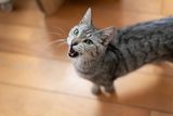 Cats Rarely Meow at Other Cats — Do They Save Their Voices for Us? Here’s What We Know