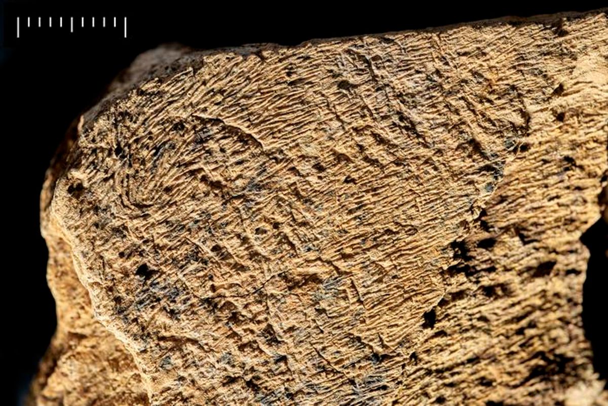 500,000-Year-Old Elephant Bone Hammer Reveals Clever Tool-Making Skills of Early Humans